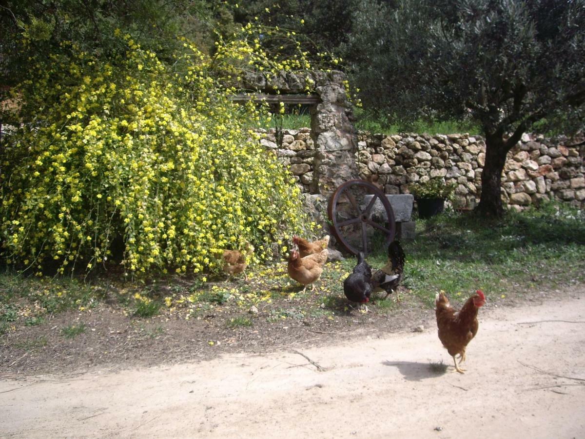 L' Oliveraie De Plerimond Aups Εξωτερικό φωτογραφία